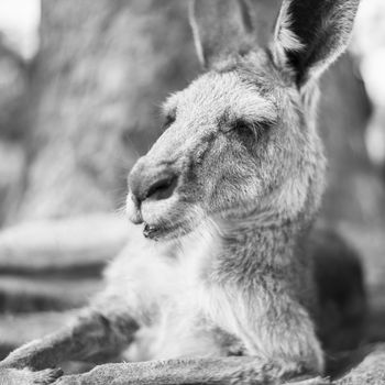 Australian kangaroo outdoors during the daytime.