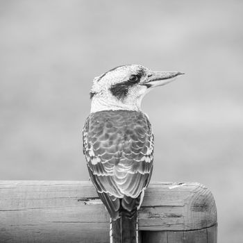 Australian kookaburra by itself resting outdoors during the day in Queensland