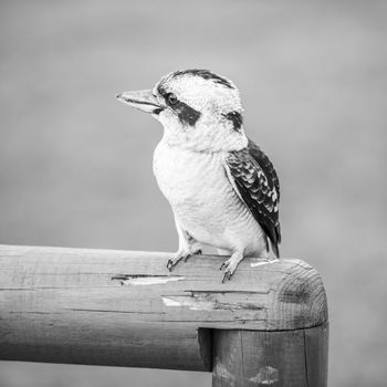 Australian kookaburra by itself resting outdoors during the day in Queensland