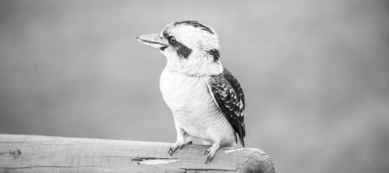 Australian kookaburra by itself resting outdoors during the day in Queensland