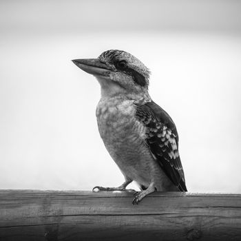 Australian kookaburra by itself resting outdoors during the day in Queensland