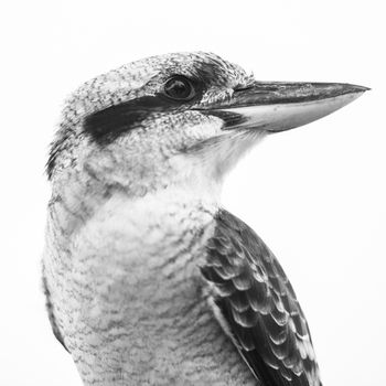 Australian kookaburra by itself resting outdoors during the day in Queensland