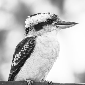 Australian kookaburra by itself resting outdoors during the day in Queensland