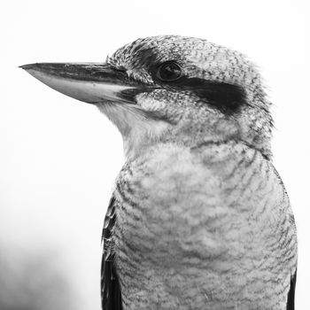 Australian kookaburra by itself resting outdoors during the day in Queensland