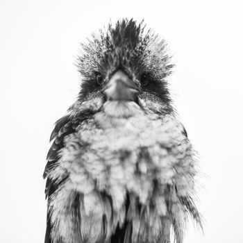 Australian kookaburra by itself resting outdoors during the day in Queensland