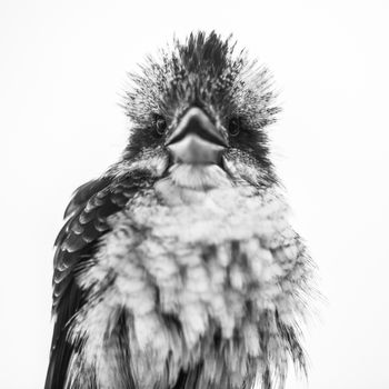 Australian kookaburra by itself resting outdoors during the day in Queensland