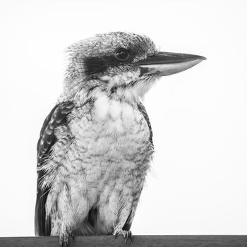 Australian kookaburra by itself resting outdoors during the day in Queensland