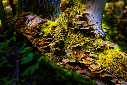 A close up of mushrooms on moss covered tree trunk, backlit, greenery in the woods, nature