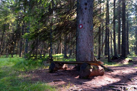 Bench under tree in Natural reserve Crno jezero - Black lake with pristine dense rainforest and untouched nature on Pohorje mountain, Slovenia