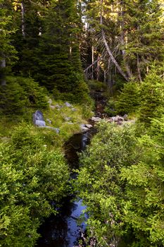 Small creek of Natural reserve Crno jezero - Black lake with pristine dense rainforest and untouched nature on Pohorje mountain, Slovenia
