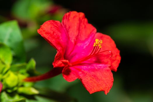 Red four o'clock flower (Mirabilis Jalapa) macro shot