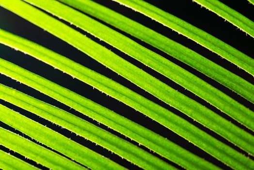 Macro shot of backlit green foliage texture