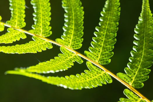 Closeup shot of backlit fern leaf