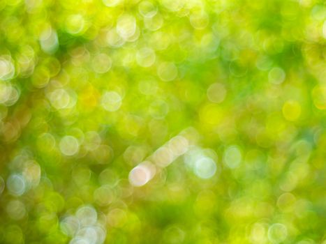 Abstract green bokeh background  by de focus green leaf and tree