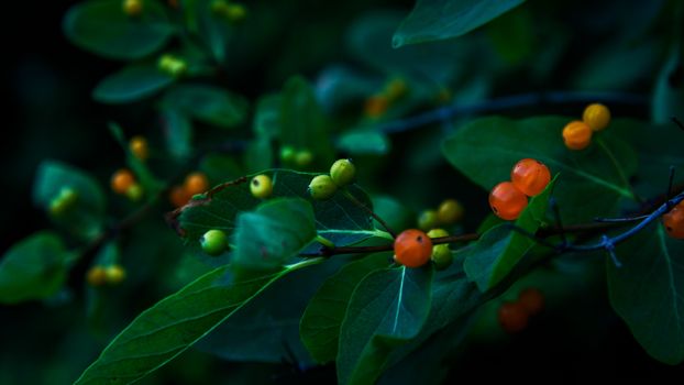 Honeysuckle (Lonicera xylosteum) yellow berries