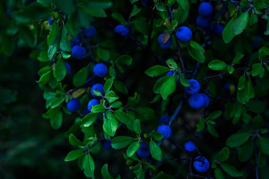 Blackthorn (Prunus spinosa) bush with berries in the evening
