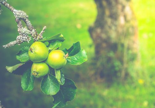 Detail Of Green Apples Growing On An Aple Tree In An Orchard In Summer With Copy Space