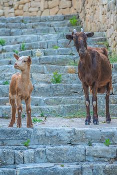 A Curious Goat And Her Kid On Some Steps In Mallorca, Spain