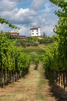 Village of Ceglo, also Zegla in famous Slovenian wine growing region of Goriska Brda view through vineyards and orchards, vertical orientation, lit by sun, village on top of hill with villa Gredic and beautiful cloudscape in the sky