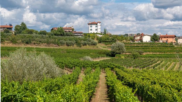 Vineyards and olive plantation in front of Village of Ceglo, also Zegla in famous Slovenian wine growing region of Goriska Brda, village on top of hill with villa Gredic and beautiful cloudscape in the sky