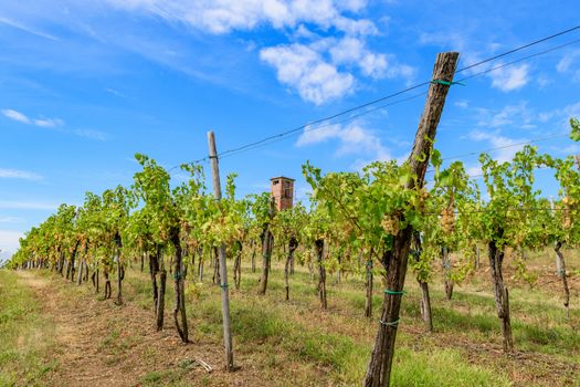 Vineyards with rows of grapevine in Gorska Brda, Slovenia, a famous wine groeing and producing region, becoming also a popular travel destination. Old military watch tower in background overseeing Italy