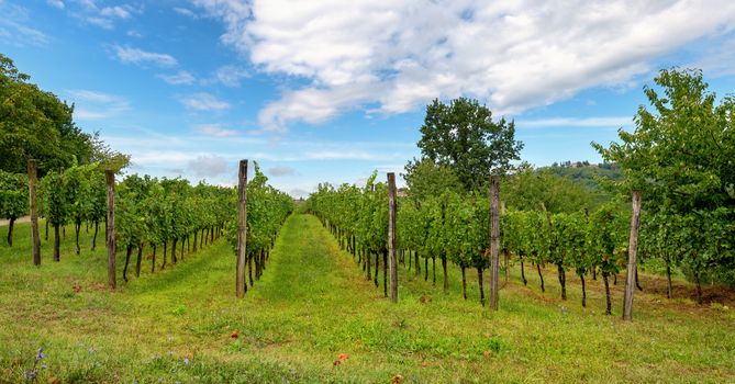 Vineyards with rows of grapevine in Gorska Brda, Slovenia, a famous wine groeing and producing region, becoming also a popular travel destination