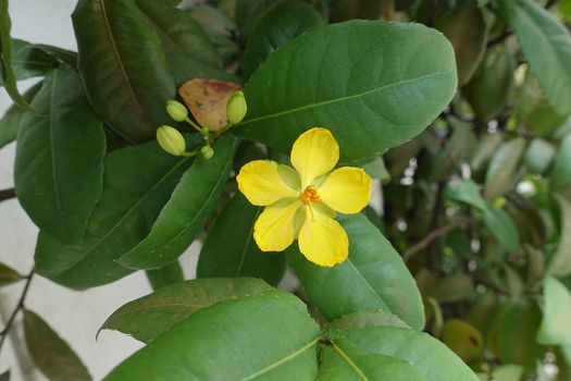 Beautiful yellow flower or Ochna integerrima (Lour.) Merr.,Micky mouse plant in garden.