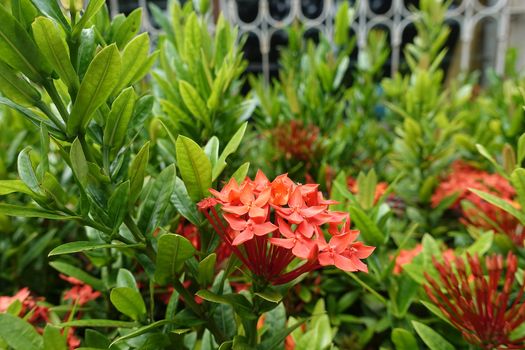 Red bunch of ixora,  small bouquet of flowers with a green foliage background.