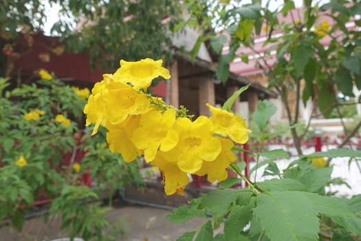 Yellow trumpetbush flower or Tecoma stans on garden in Thailand.
