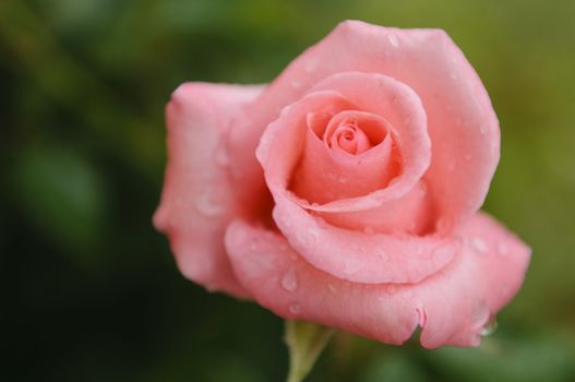 A beautiful fully grown pink rose with rain drops. Shallow depth of field