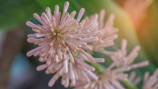 Cape of Good Hope flower with green leaves in garden