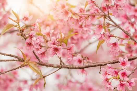 Beautiful Wild Himalayan Cherry Blossoms (Prunus cerasoides) in Thailand, Pink flowers of Sakura on the high mountains , selective focus