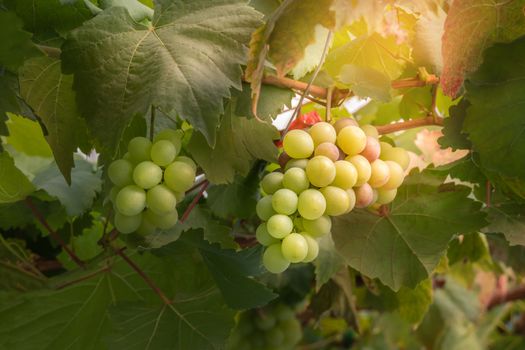 Bunches of Fresh Grapes Hanging from the vineyard