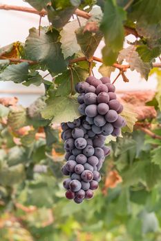 Bunches of Fresh Grapes Hanging from the vineyard