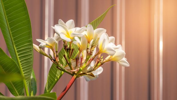 white and yellow frangipani flowers with leaves