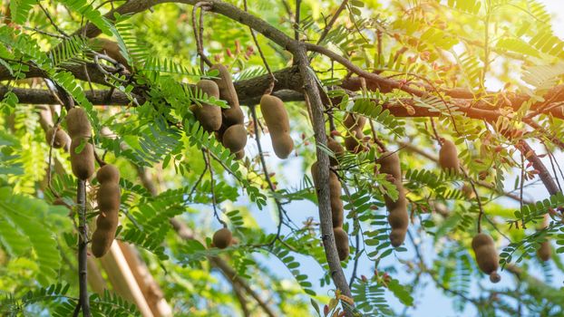 tamarind friut and flower blooming on the tree