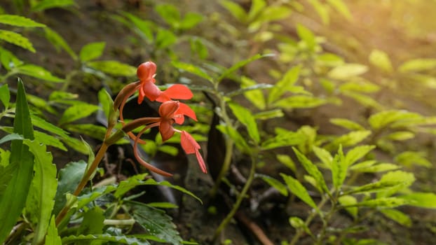 orange  Habenaria rhodocheila hance wild orchid at waterfall in Thailand