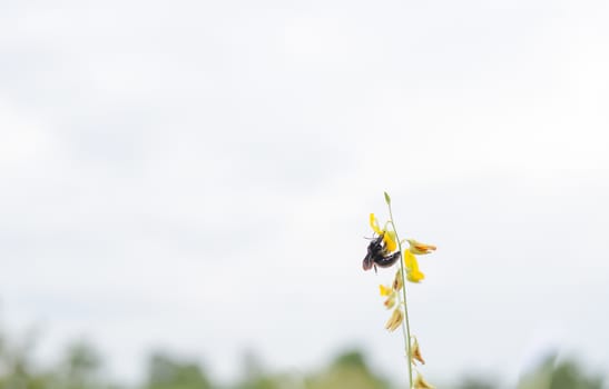 bumble bee Yellow leaves are green leaves are naturally beautiful.