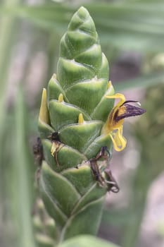 Ginger flower, this is true flower of edible ginger plant (zingiber officinalis)