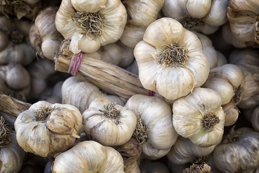 Banch of Garlic (Allium sativum). plaits in market