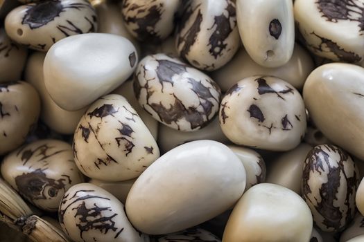 Vegetable ivory, tagua nuts (Phytelephas macrocarpa).processed seeds of ivory plant