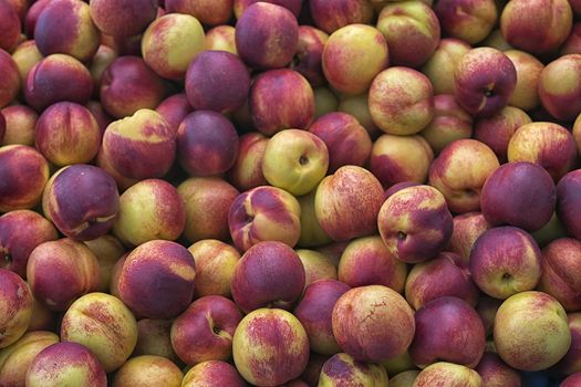 Nectarines (Prunus persica var. nectarina), smooth peel peach, pile in the market, beckground