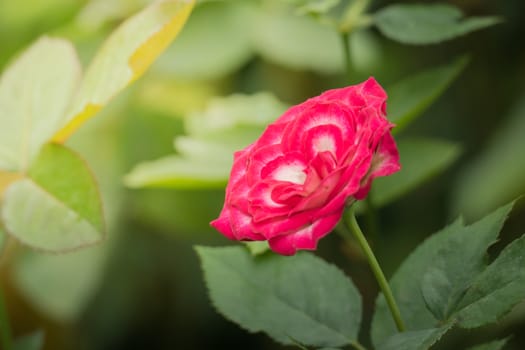 Roses in the garden, Roses are beautiful with a beautiful sunny day.