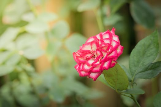 Roses in the garden, Roses are beautiful with a beautiful sunny day.