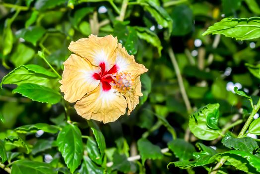 Hibiscus chinese rose. Tropical plant, common plant in Thailand india, china.