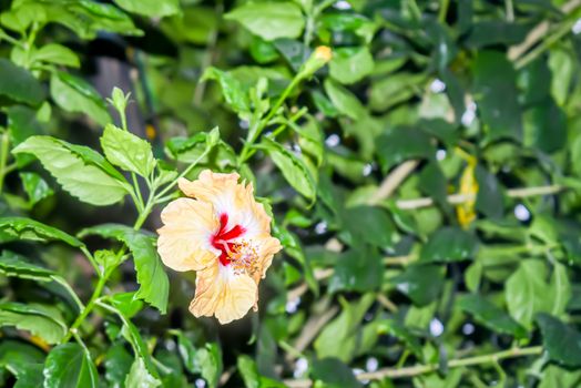 Hibiscus chinese rose. Tropical plant, common plant in Thailand india, china.