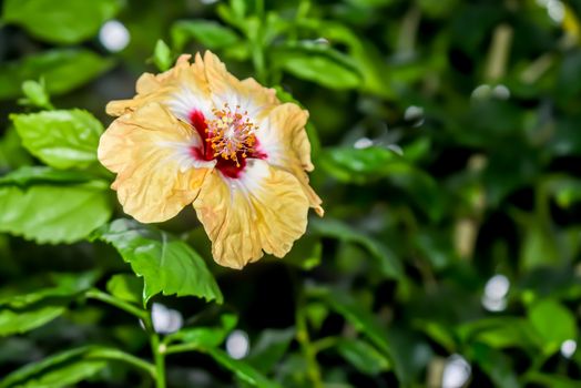 Hibiscus chinese rose. Tropical plant, common plant in Thailand india, china.