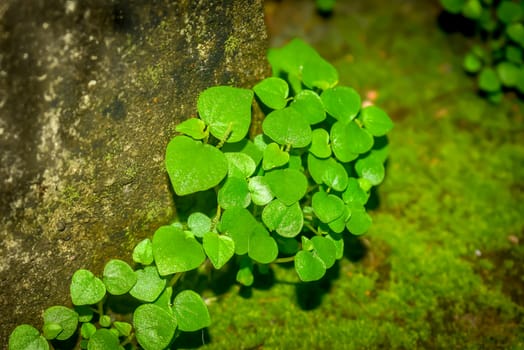 Young Plant Growing In Sunlight. Green leaves sprouting. Young sprout in springtime,Closeup.