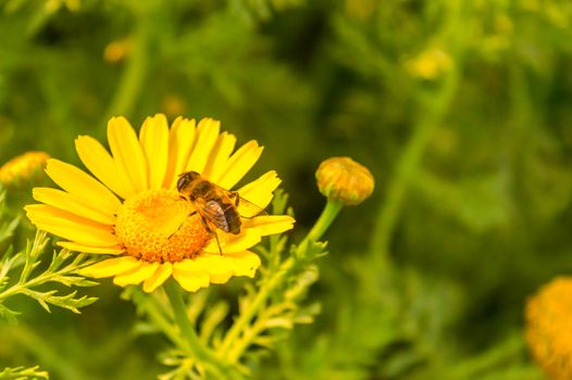 This is a photograph of Bee taking food from Sunflower from a Sunny flower garden. The image taken at dusk, at dawn, at daytime on a cloudy day. The Subject of the image is inspiration, exciting, hopeful, tranquil, calm, and stunning taken in landscape style, May used as background screen saver.