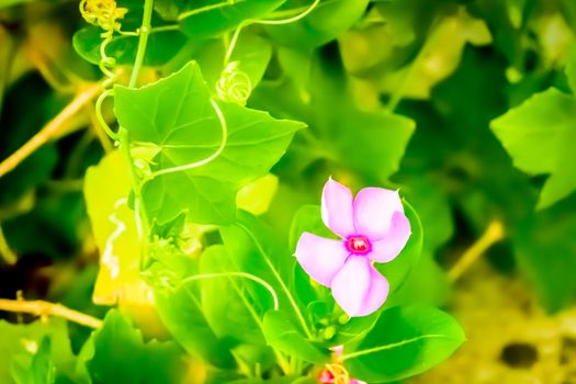 Photograph of flower captured from a Sunny flower garden. Image is inspiration, exciting, hopeful, bright, sensational, tranquil, calm, and stunning, used as a background, wallpaper, screen saver.